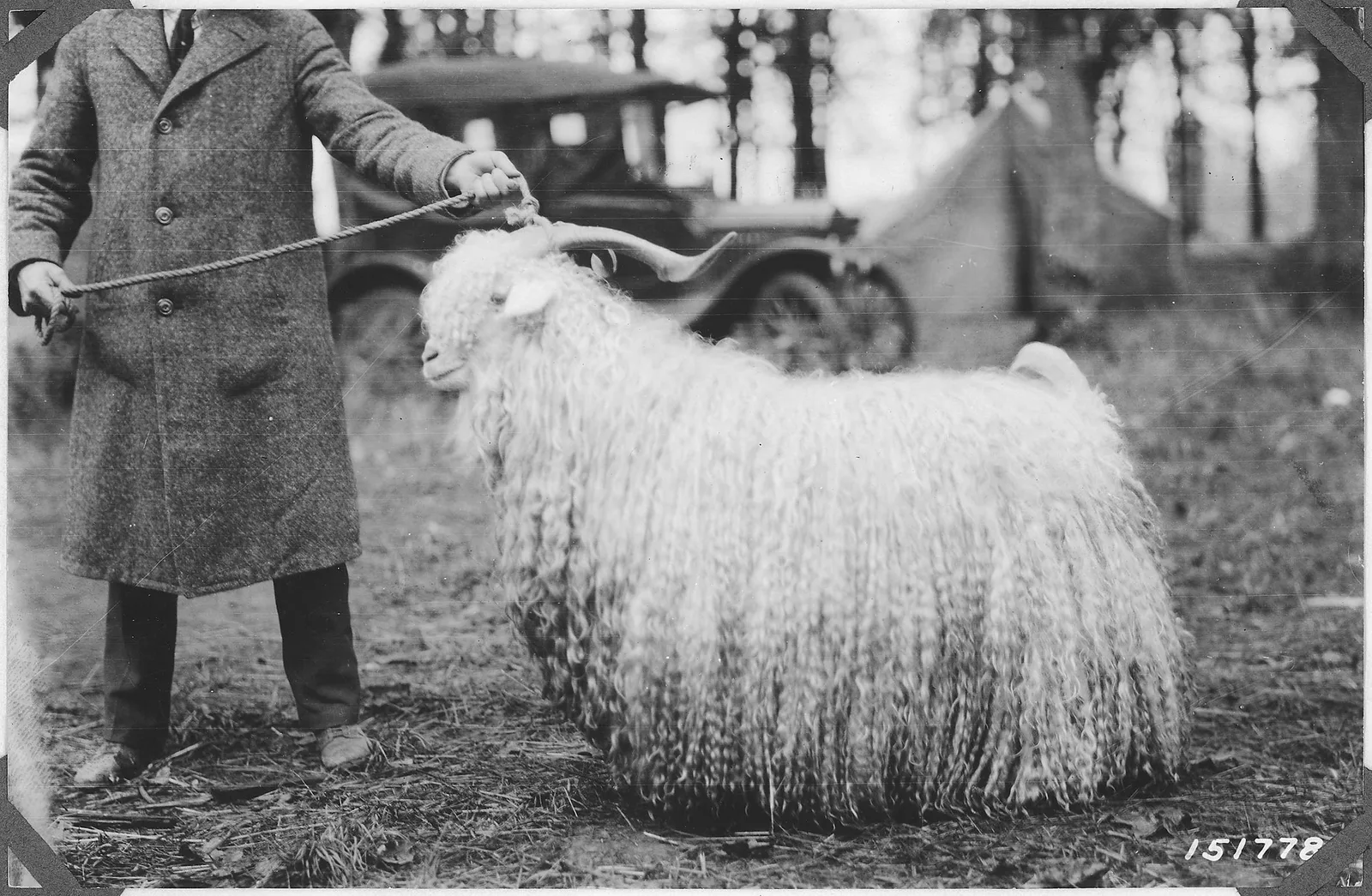 A very long haired Angora goat